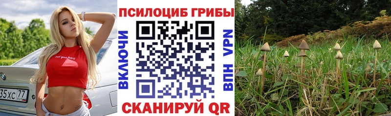 Галлюциногенные грибы Psilocybe купить сайты Дубовка